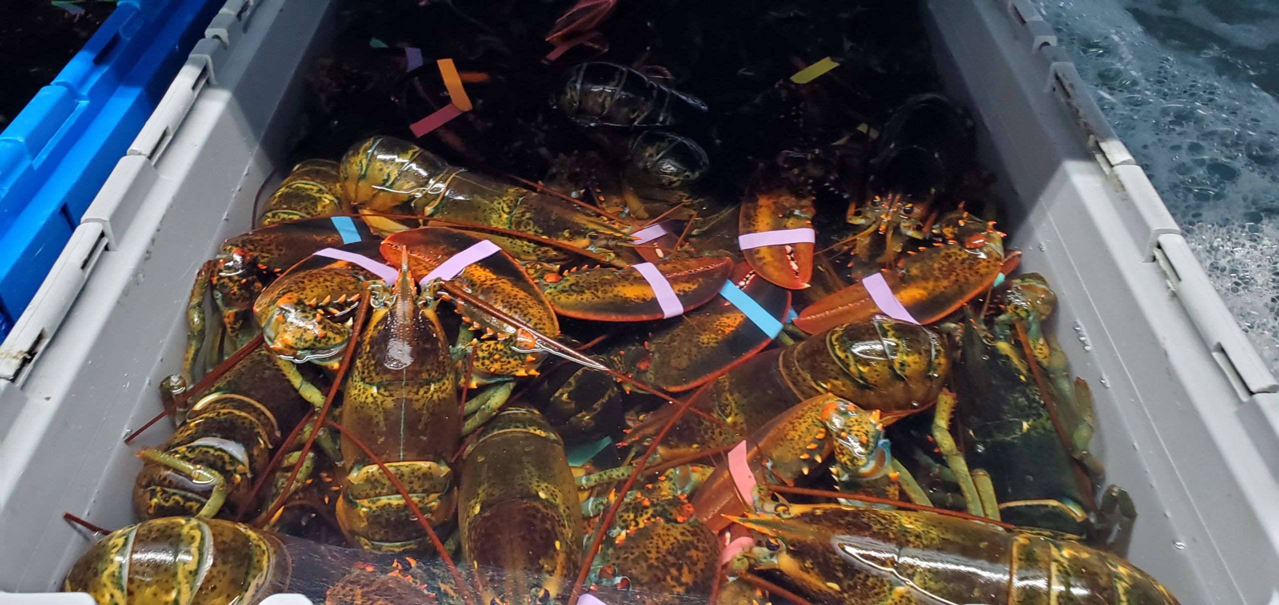 Lobster House Fish Market Seafood Restaurants Port Jefferson NY